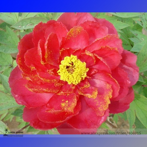 Rare 'Hua Wang' Red Peony Flower with Golden Spot Flower Seeds, Professional Pack, 5 Seeds / Pack, Light Fragrant Garden Flowers