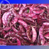 Ruby Moon Red Hyacinth Bean Seeds, 8 Seeds, organic vegetables E3577