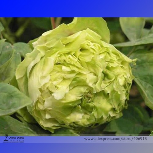 Rare 'Dou Lv' Green Peony Tree Flower Seeds, Professional Pack, 5 Seeds / Pack, Strong Fragrant Garden Flowers E3263