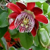 Rare 'wind' Granadilla Passion Fruit Perennial Climbing Flower, 20 Seeds, ornamental healthy flowers E3715