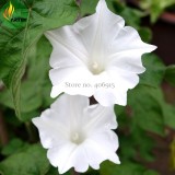 Imported Purely White Morning Glory Seeds, 10 Seeds, very beautiful annual flowers E3523