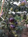BELLFARM Imported Tomato 'Indigo Rose' Organic Fruit Seeds, only 10 seeds, 100% real unique dark vegetables high in anthocyanins