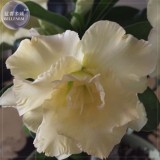 Imported 'nobleness lady' Adenium Desert Rose Seeds, professional pack, 2 Seeds, 3-layer green yellow petals TS342T