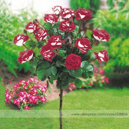 New Hybrid Variety White Red Rose Tree Flower Seeds, Professional Pack, 50 Seeds / Pack, Fragrant Garden Bonsai Flower #NF757