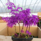 BELLFARM Purple Ghost Japanese Maple Ornamental Tree Seeds, 20 seeds, professional pack, nice home garden plants