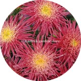 Rare Imported Mixed 5 Types of Aster Flower Seeds, Professional Pack, 50 Seeds, purple red pink colorful blue mixed E3991