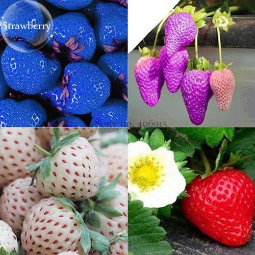 Mixed 4 Types of Blue Purple White Red Strawberry, 100 Seed, delicious fruit bonsai fruits E3829