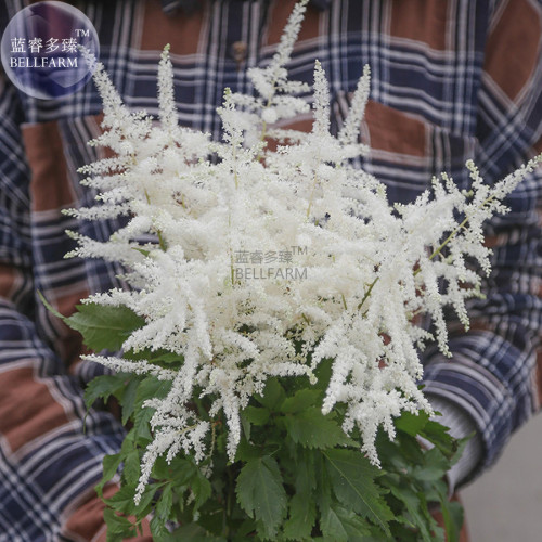 Rare Beautiful White Astilbe Chinensis Flowers, 50 Seeds, false spirea  light up your garden E3710