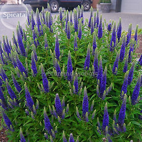 Blue Spiked Speedwell Veronica Spicata, 50 seeds, Perennial Rockery Flowers E3725