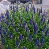 Blue Spiked Speedwell Veronica Spicata, 50 seeds, Perennial Rockery Flowers E3725