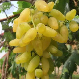 BELLFARM Golden Green Sweet Grape Organic Seeds, Professional Pack, 15 Seeds / Pack, Hardy Plant Delicious Fruit E3088