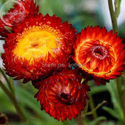 Rare Fire Red Helichrysum Strawflower Annual Flower with golden eye, 30 Seeds, herbal edible ornamental flowers E3720