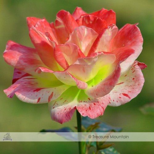 1 Professional Pack, approx 100 Seeds / Pack, Light Pink Green Rose with Red Dot Seed #NF362