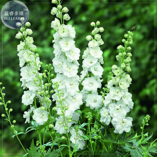 BELLFARM White Delphinium Larkspur Flower Seeds, 30 Seeds,  annual beautiful garden flowers