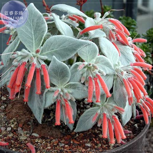 Sinningia (Rechsteineria) leucotricha seeds, 10 seeds, silver gray succulents with orange flowers seeds E4055