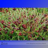 Wild Cranberry Vaccinium Macrocarpon Bearberry Fruit Seeds, Professional Pack, 20 Seeds / Pack, Tasty Great Garden Plant Fruits