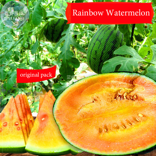 BELLFARM Rainbow Watermelon Seeds, 200 seeds, professional pack, sweet early-maturing red yellow inside melon fruits
