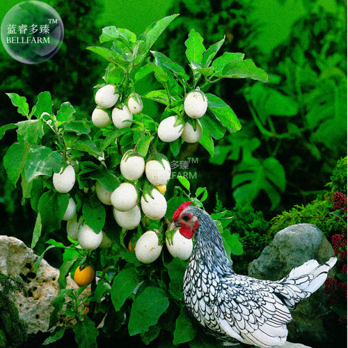 BELLFARM Easter Egg Eggplant 'White Patio' Solanum oviferum Vegetable Seeds, 20 seeds/pack, original pack, organic tasty herbs