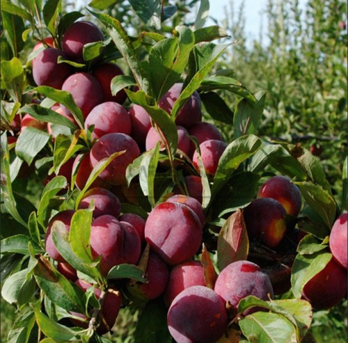 2 Professional  Packs, 10 Seeds/Pack, Delicious Round Plums Fruit Tree Seeds + Good Quality + Mysterious Gift