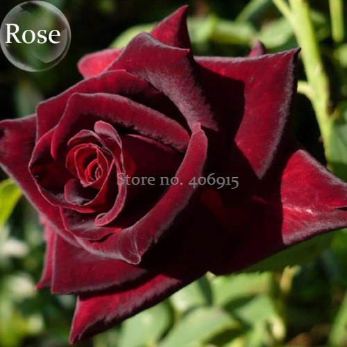 Black Baccara Rose Shrub, 50 seeds, home garden rrnamental bonsai plant E3908