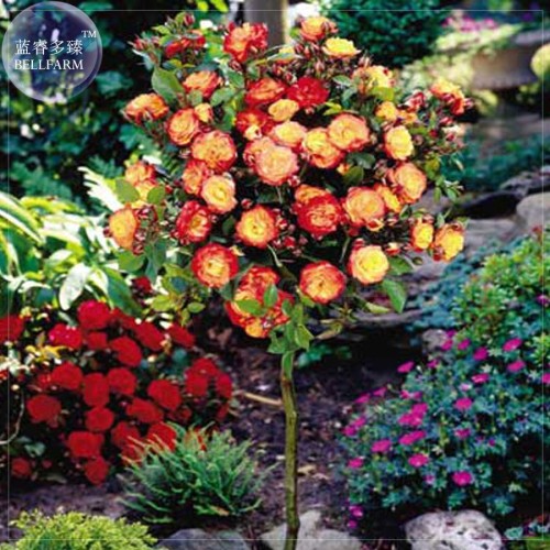 'Huo Yan' Orange Golden Double Rose Tree, 50 Seeds, Professional Pack, compact big flowers bonsai E4071