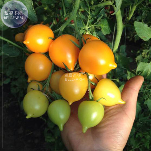 BELLFARM Tomato Bright Golden Peach Fruit Seeds, 100 Seeds, professional pack, organic truss tomato indeterminate plant BD147H