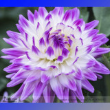 Heirloom Rare Different Types of Dahlia Flower Hybrid Seeds, Professional Pack, 50 Seeds / Pack, 100% True Varieties E3238