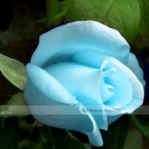 1 Professional Pack, 50 seeds / pack, F1 Light Blue Rose Plant Seed #NF414