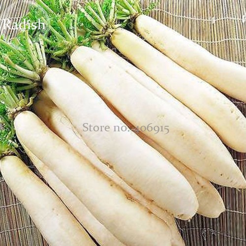 Heirloom White Radish Big Organic Vegetables, 20 Seeds, tasty hot Chinese vegetables E3913