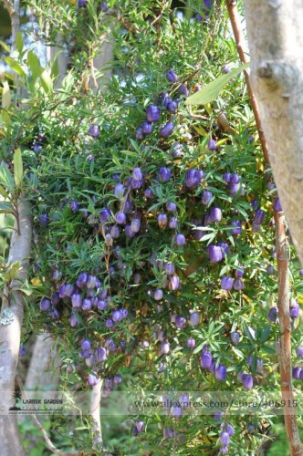Australia Heirloom Purple Apple-berry Seeds, Professional Pack, 10 Seeds / Pack, Billardiera Longiflora Climbing Plant Edible