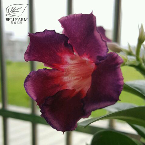 BELLFARM Thai Purple Adenium Desert Rose Bonsai Seeds, 2pcs, single petal purple color with red eye TS331T
