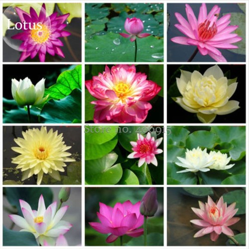 Rare Mixed Colors Lotus Beautiful Flowers, 20 Seeds, new long flowering attractive butterfly light up your garden E3705