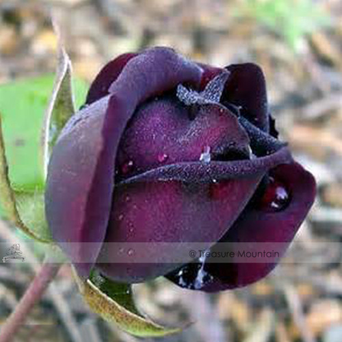1 Professional Pack, 50 seeds / pack, Purple Red Rose Flower Rarest Rose Garden Seed #NF413