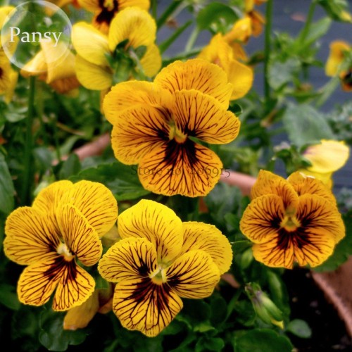 Viola Tiger Eye Pansy Flowers, 20 Seeds, handy bonsai plants E3739