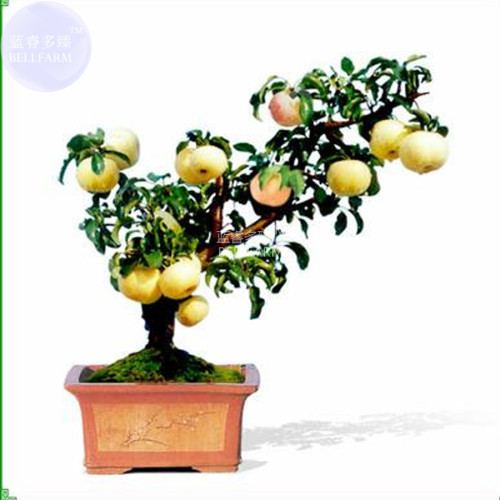 BELLFARM Dwarf Red Yellow Apple Tree Seeds, 10 seeds, professional pack, easy grow bonsai organic fruits