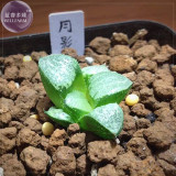 BELLFARM Haworthia Emelyae Mixed Imported Seeds, 50 seeds, professional pack, lovely bonsai succulent plants BD104H