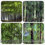 Rare Taihang Black Bamboo Seeds 35+