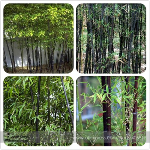 Rare Taihang Black Bamboo Seeds 35+