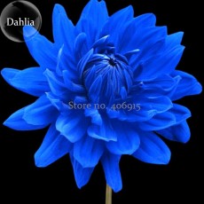 Rare Blue Dahlia Flower Seeds, 50 Seeds, beautiful outdoor garden plants seeds, light up your garden E3578