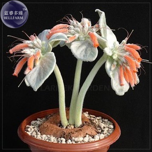 Sinningia (Rechsteineria) leucotricha seeds, 10 seeds, silver gray succulents with orange flowers seeds E4055