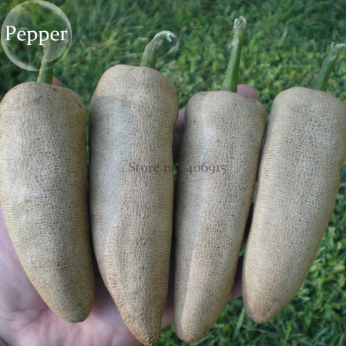 Farmers Jalapeno Pepper Seeds, 5 seeds, amazing Peppers E3949
