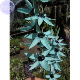 Ixia Viridiflora Seeds, only 1 seed, dazzling turquoise Ixia the rarest and most beautiful colors in the plant world E4057