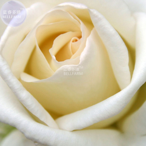 BELLFARM Rose Milky White Rose Flower Seeds, 50 seeds, light fragrant big blooms diameter 12cm cut flowers BD124H