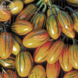 BELLFARM Eggplant Striped Togo Organic Seeds, 50 seeds, professional pack, Solanum melongena ornamental decorative edible