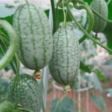 1 Professional Pack, 2 seeds / pack, Mexico Miniature Watermelon Seeds Thumb-sized Water Melon New Rare Seeds #NF405