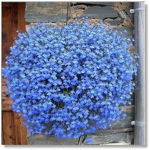 Balcony Hanging Blue Flax Flower Seeds, Professional Pack, 50 Seeds / Pack, Very Beautiful Bonsai Light Up Your Home E3348