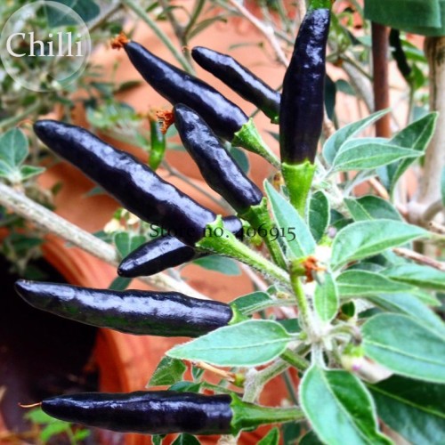 BELLFARM Rare Super Black Hot Chili Pepper Seeds, 30 Seeds, organic vegetables  goat's weed pepper E3557