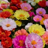 Rare Beautiful Colorful Portulaca Grandiflora Flowers, 200 Mixed Seeds, bonsai garden flowers light up your garden E3695