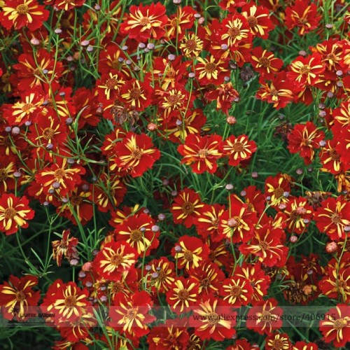 Rare Coreopsis Tinctoria 'Roulette' Cosmos Flower Seeds, Professional Pack, 20 Seeds / Pack, Very Beautiful Annual Cut Flower