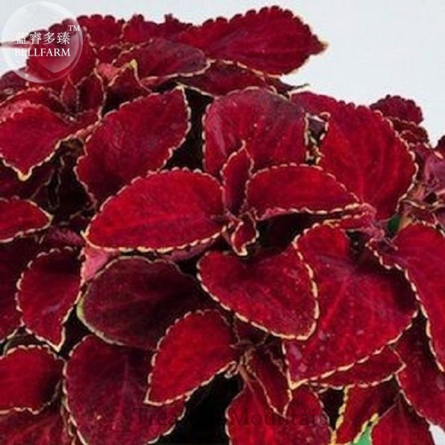 Rainbow Superfine Red Velvet Coleus Herbs Seeds, Professional Pack, 20 Seeds, dark red petals with white jagged edge TS286T